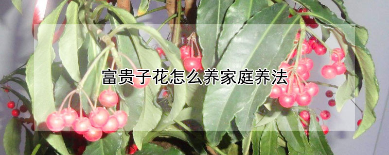 富貴子花怎麼養家庭養法