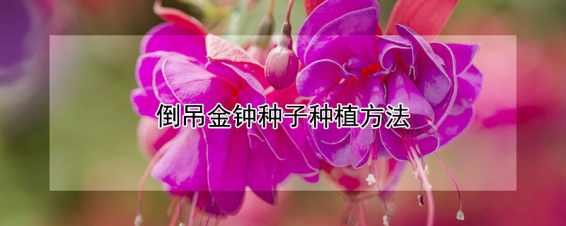 倒吊金鍾種子種植方法