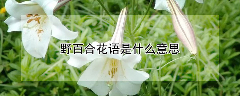 野百合花語是什麼意思