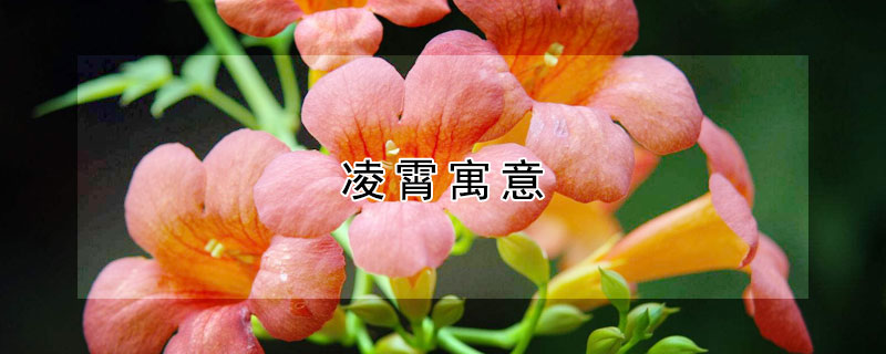 淩霄寓意