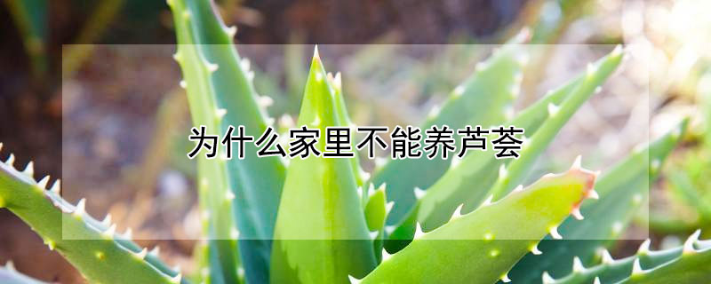 為什麼家裏不能養蘆薈