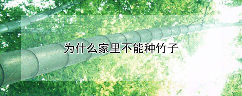 為什麼家裏不能種竹子