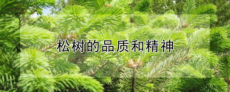 鬆樹的品質和精神