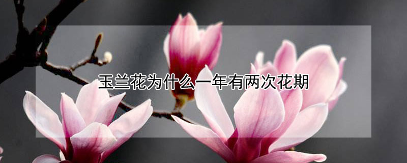 玉蘭花為什麼一年有兩次花期