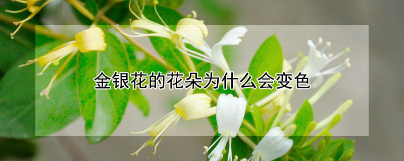 金銀花的花朵為什麼會變色