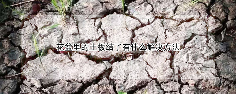 花盆裏的土板結了有什麼解決方法