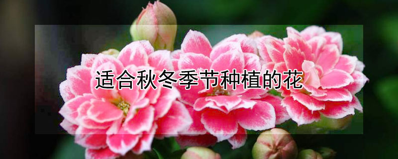 適合秋冬季節種植的花