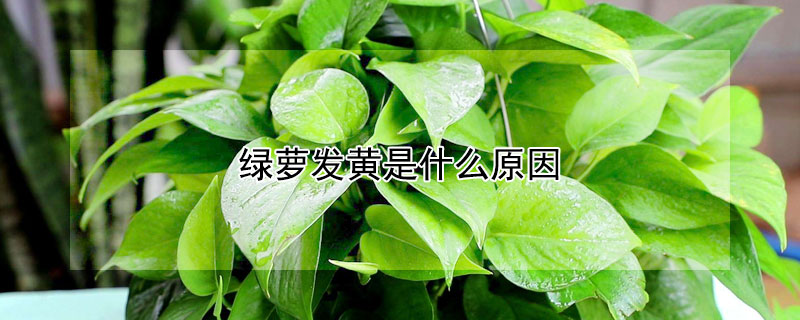 綠蘿發黃是什麼原因