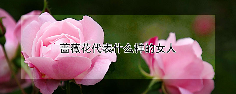 薔薇花代表什麼樣的女人