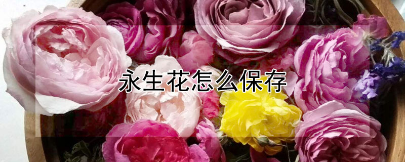 永生花怎麼保存