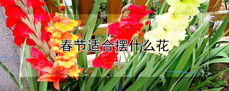 春節適合擺什麼花