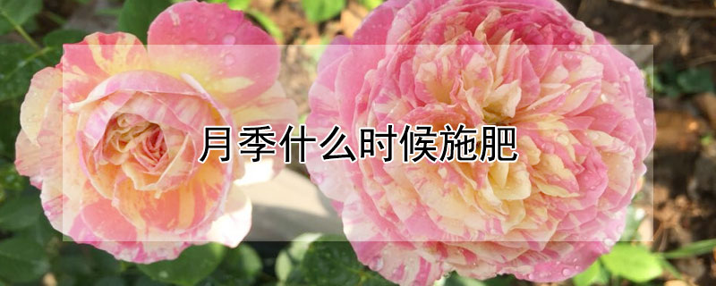 月季什麼時候施肥
