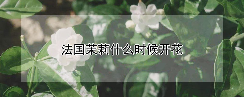 法國茉莉什麼時候開花