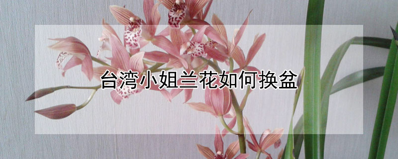 台灣小姐蘭花如何換盆