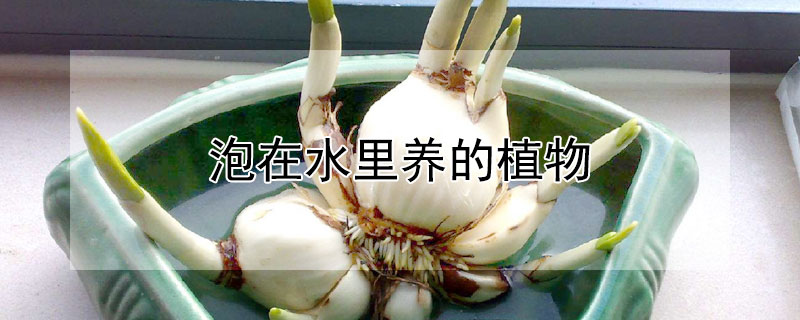 泡在水裏養的植物