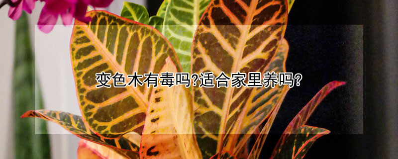 變色木有毒嗎?適合家裏養嗎?