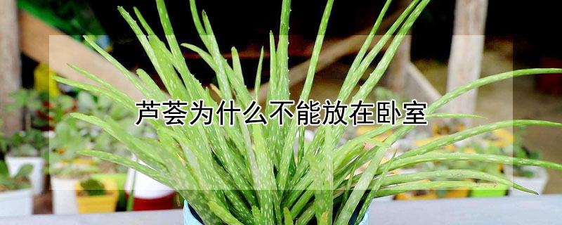 蘆薈為什麼不能放在臥室