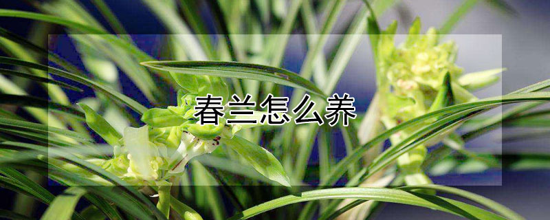 春蘭怎麼養