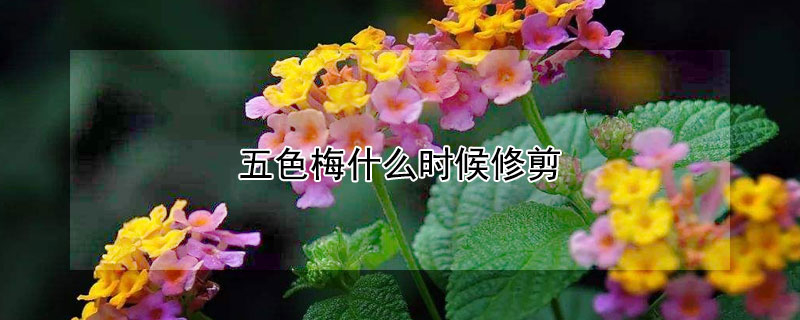 五色梅什麼時候修剪