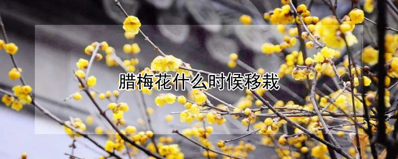 臘梅花什麼時候移栽