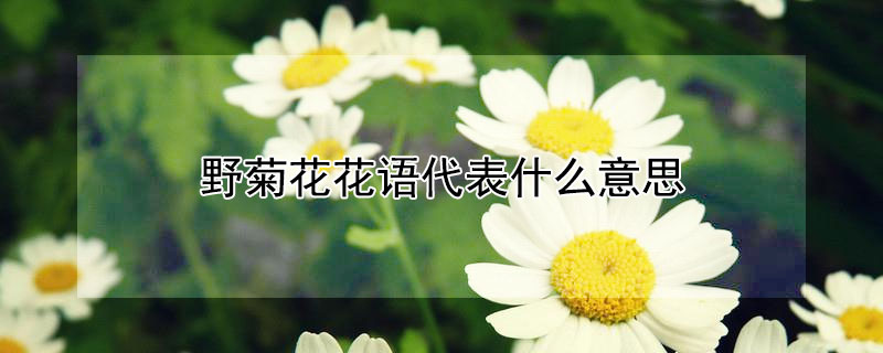 野菊花花語代表什麼意思