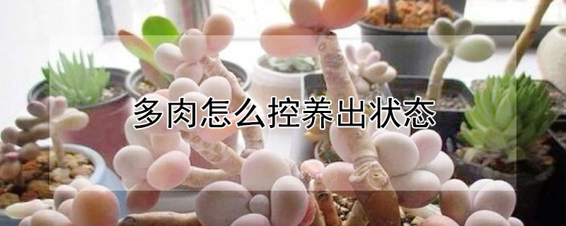 多肉怎麼控養出狀態