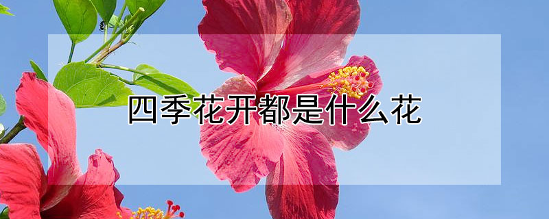 四季花開都是什麼花