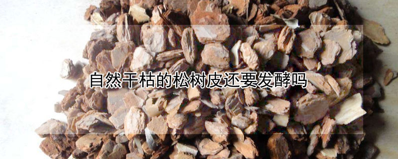 自然幹枯的鬆樹皮還要發酵嗎