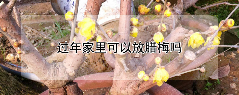 過年家裏可以放臘梅嗎