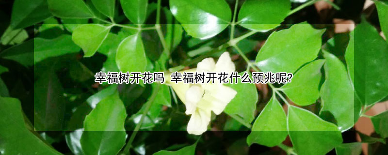 幸福樹開花嗎 幸福樹開花什麼預兆呢?