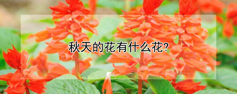秋天的花有什麼花?