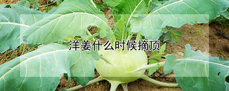 洋薑什麼時候摘頂