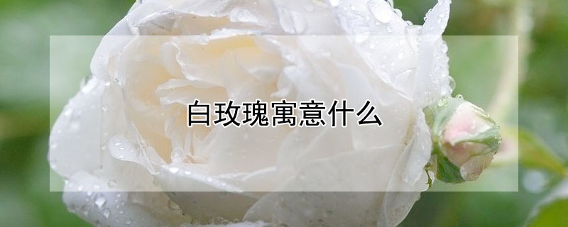 白玫瑰寓意什麼