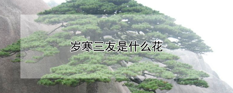 歲寒三友是什麼花