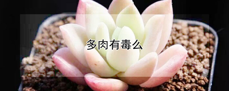 多肉有毒麼