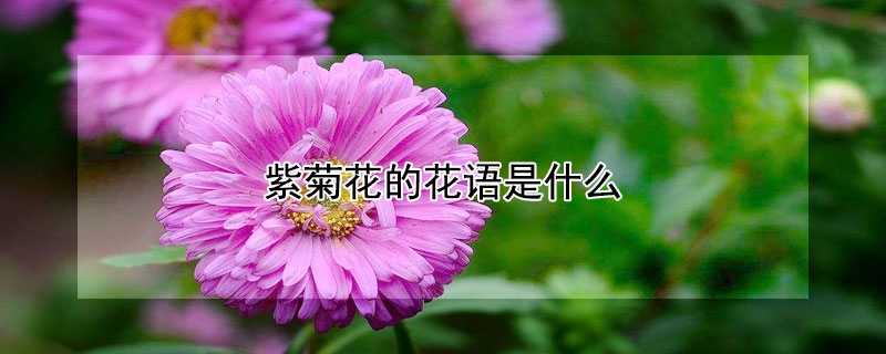紫菊花的花語是什麼