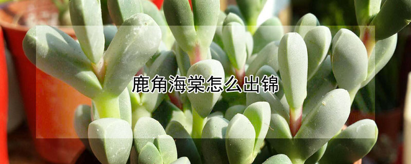 鹿角海棠怎麼出錦