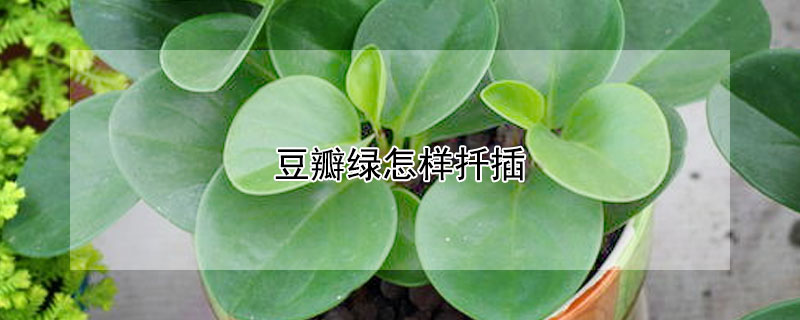 豆瓣綠怎樣扡插