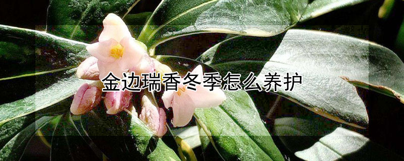 金邊瑞香冬季怎麼養護