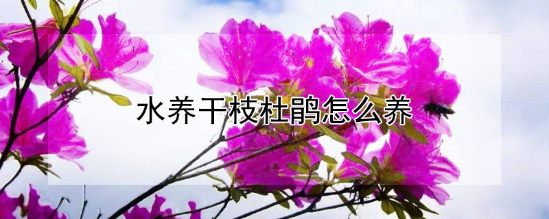 水養幹枝杜鵑怎麼養
