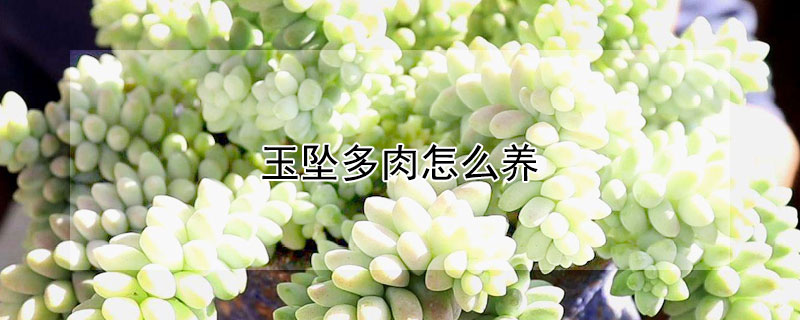 玉墜多肉怎麼養
