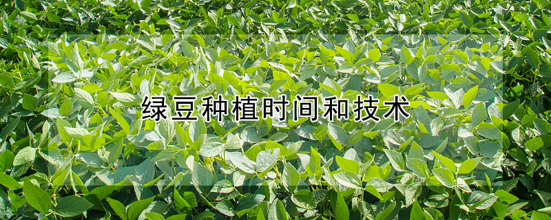 綠豆種植時間和技術