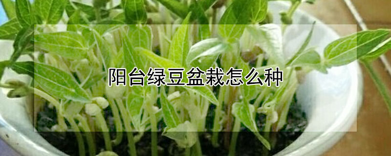 陽台綠豆盆栽怎麼種