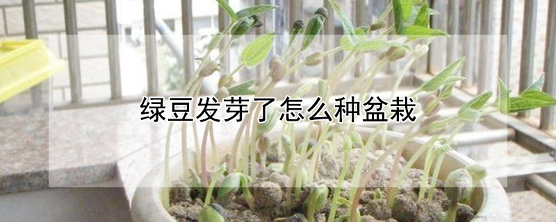 綠豆發芽了怎麼種盆栽