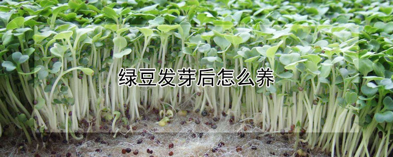 綠豆發芽後怎麼養