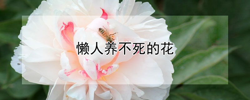 懶人養不死的花
