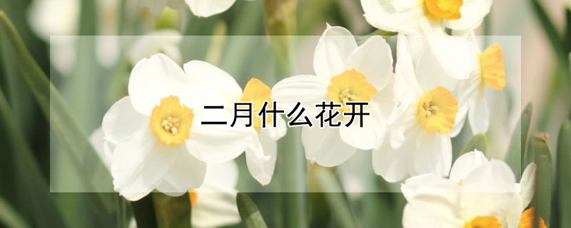 二月什麼花開