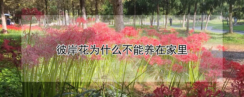 彼岸花為什麼不能養在家裏