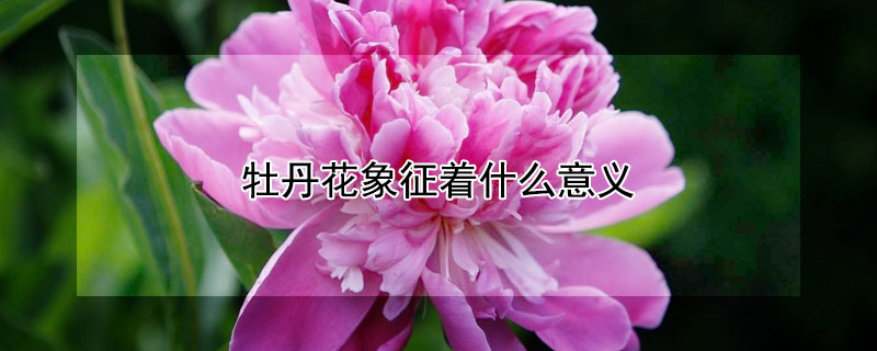 牡丹花象征著什麼意義