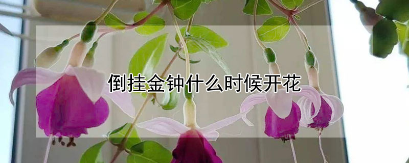 倒掛金鍾什麼時候開花